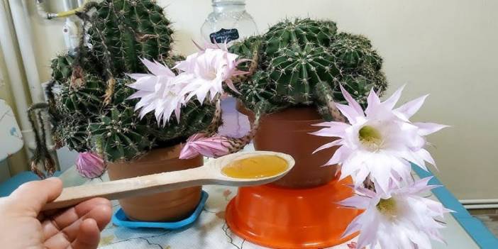 Çiçeğin dibine döküldüğünde çiçek coşuyor ve saksı dibindeki sorunları yok ediyor! Solan çiçeği kurtarma tüyosu