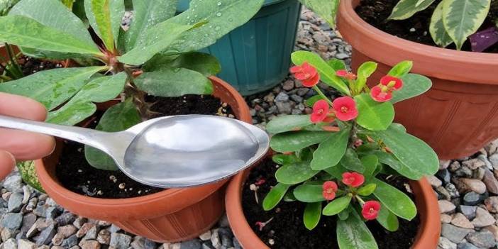 Çiçeğin dibine 1 bardak dökün bakın ne oluyor? Açmayan çiçeklerin çözümüymüş