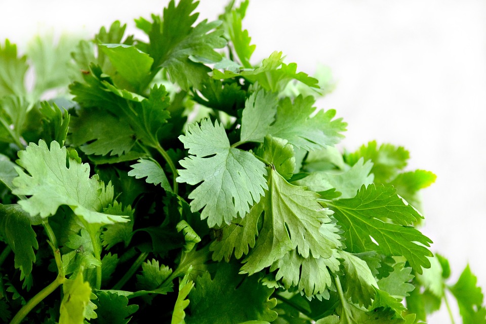 cilantro-1287301-960-720.jpg