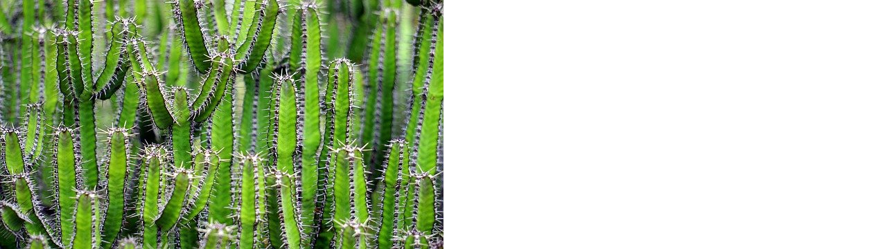 cacti-1453793-640.jpg