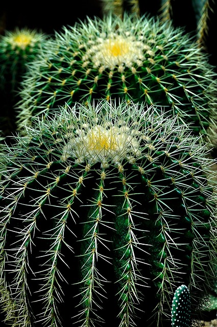 cactus-404362-640.jpg